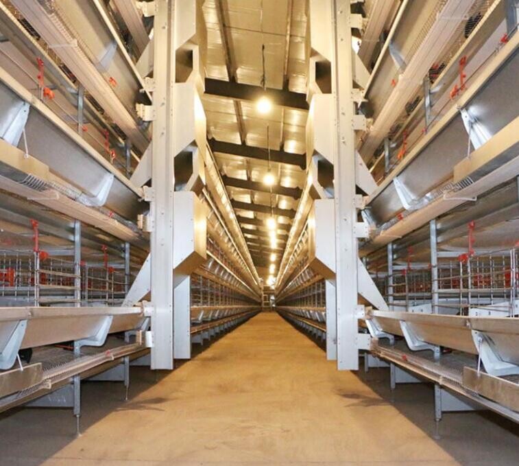 How to automatically reduce the chances of feed being scattered or contaminated with a layer feeding system