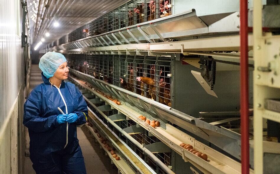 A layer chicken cage battery cage system manufacturers in producing durable reliable and efficient systems ensuring long-lasting equipment with minimal maintenance