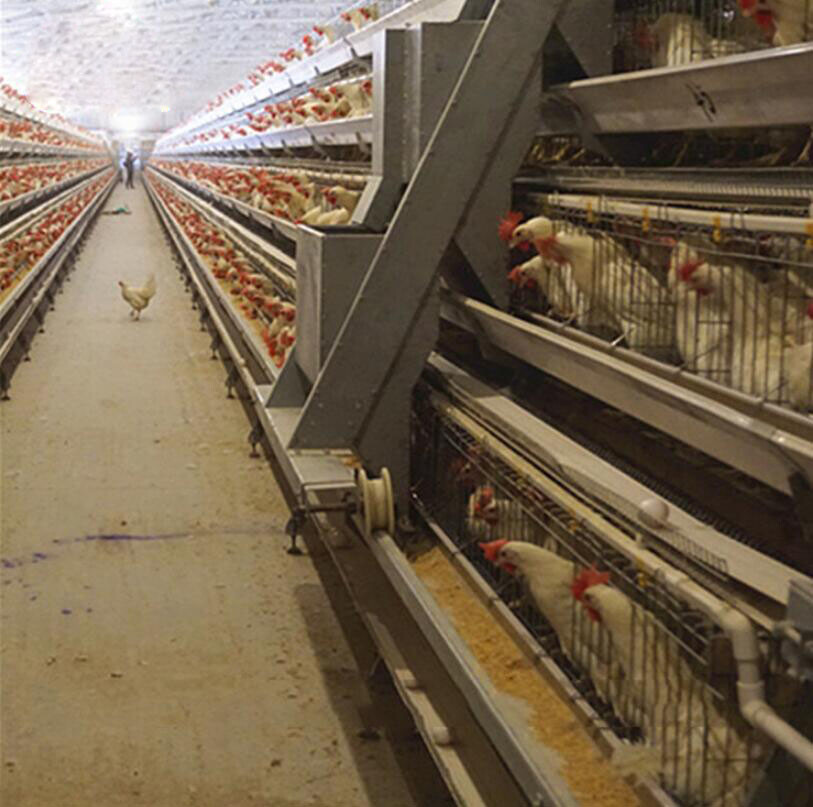 Automatic feeding machines for poultry farming equipment labor reduction and consistent feeding