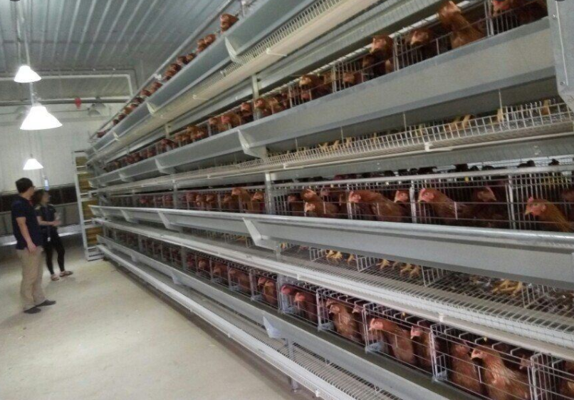 The helpful knowledge of the 96-bird battery cage system for layers makes it easier for farmers to care for the birds