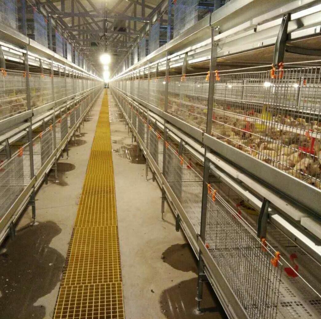 What is a broiler chicken battery cage typically made of steel or other durable materials can help reduce labor costs and improve efficiency