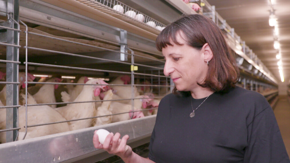 New style of H-type layer chicken cage is a modern automated poultry housing system designed specifically for egg production