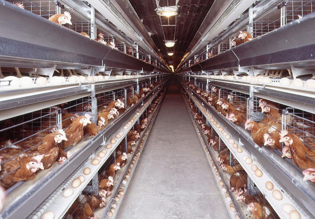 How breeder cages in poultry farming offer substantial benefits in both small-scale and large-scale poultry farming operations