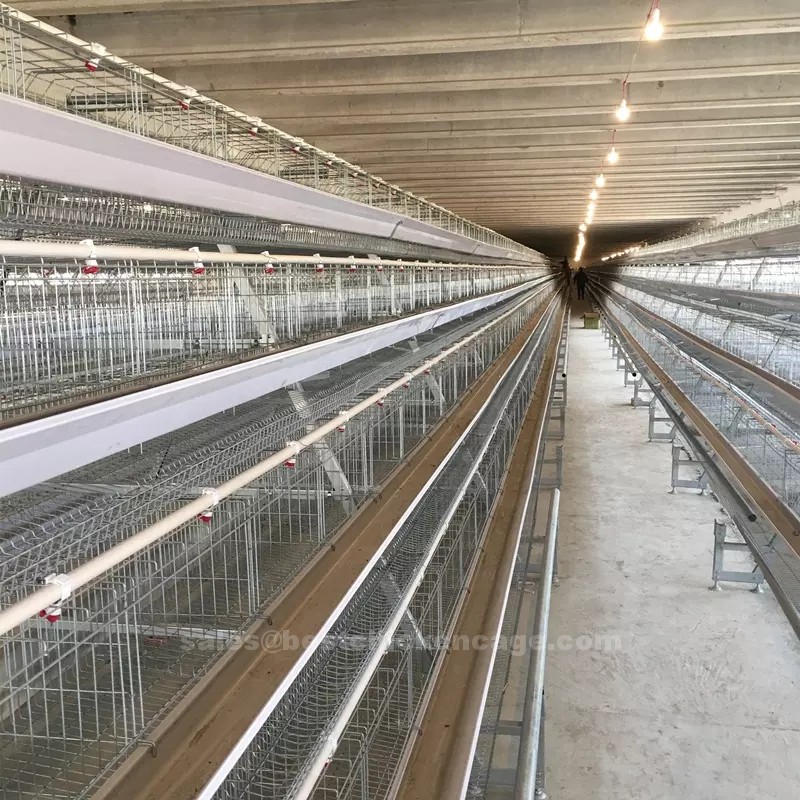 鸡笼或蛋鸡笼A (8) Why you need a layer chicken cage or battery cage system manufacturer specializes in developing advanced cage solutions tailored for modern poultry farming