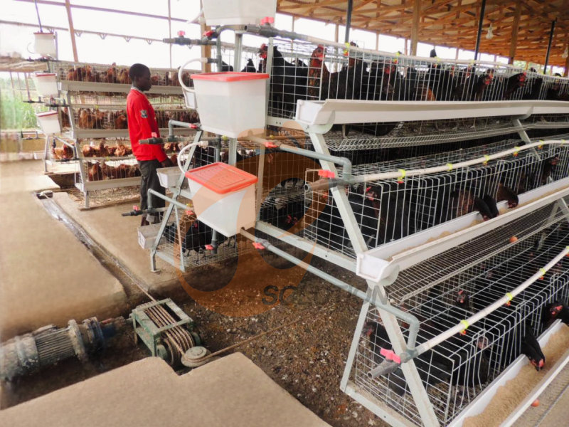 Scraper Manure Cleaning System For Poultry Cage