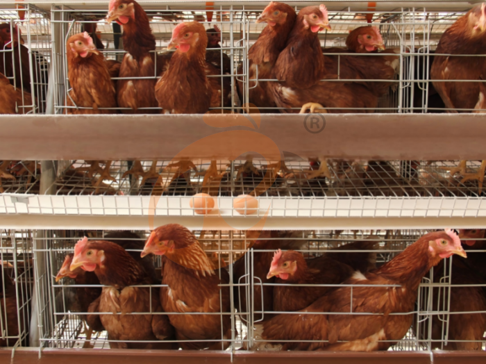 Best Chicken Layer Cage Design For High-Density Farms