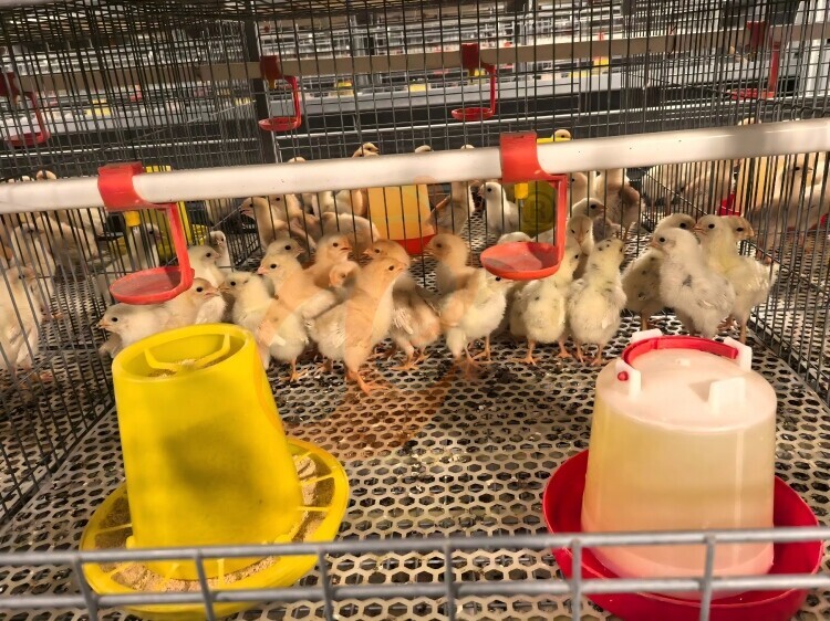 Quick View Types Of Pullet Battery Cage