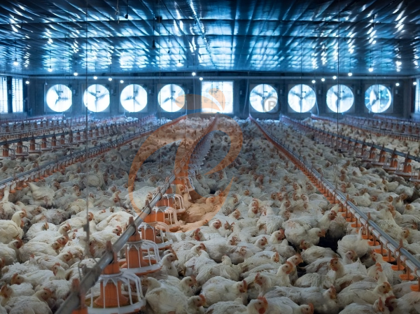 Broiler Deep Litter System