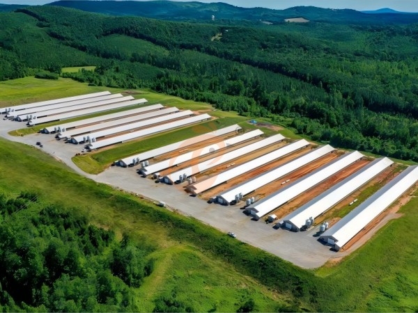 Prefab steel poultry house (12)