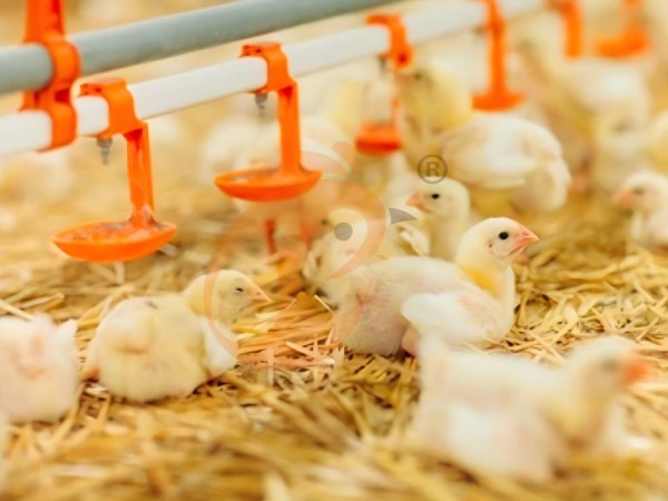 brooder deep litter system (7) brooder deep litter system (7)