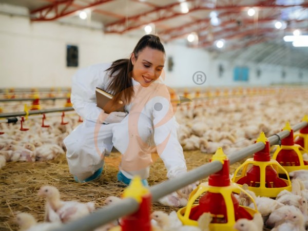 poultry farm (1) poultry farm (1)