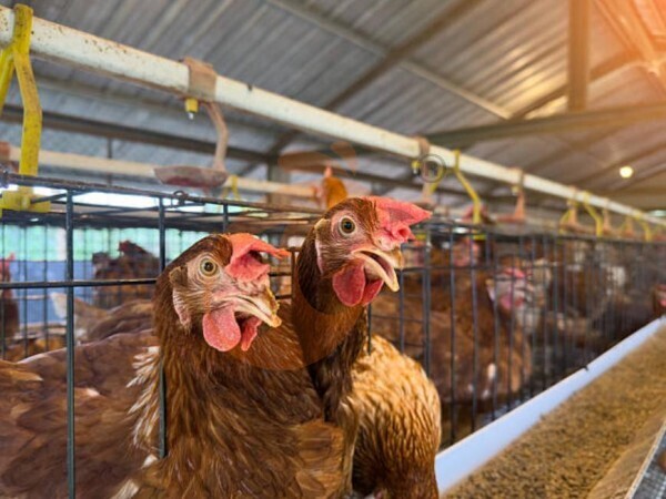 chicken battery cage poultry farm (7)