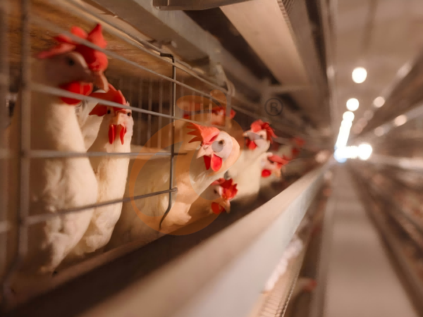 Poultry Farming Equipment Price Guide: Top Google Types & Recommendations
