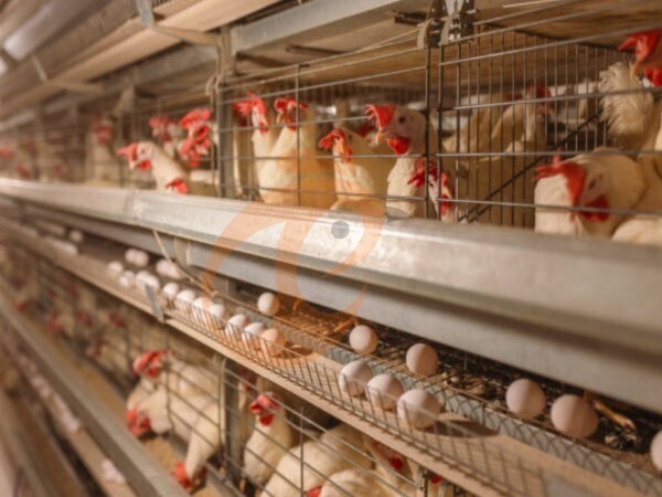 Large Poultry Farms Turnkey Development: Key Phases, Budget Items, And Delivery Scope