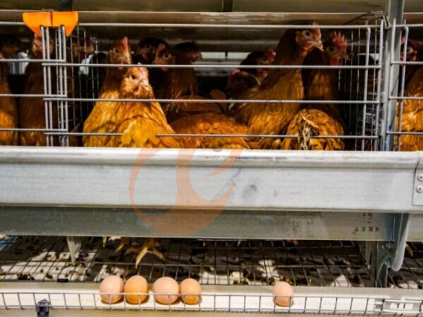 What Makes H Type Battery Cage Systems Better Than Traditional Designs?