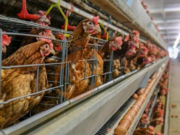 How Do H-Type Chicken Cages Improve Egg Production Efficiency in Poultry Farms?