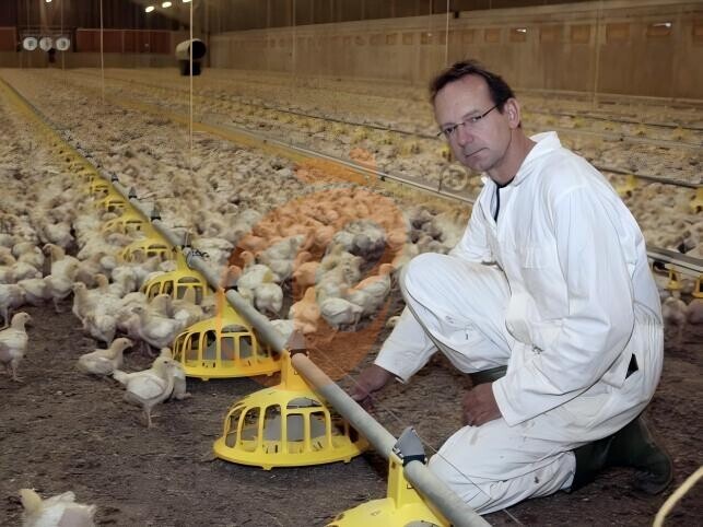 How To Optimize Stocking Density In Layer Chicken Cages | 5 Practical Tips