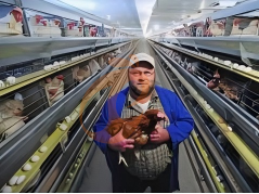 How To Control Ammonia In Layer Chicken Cage Houses | 5 Effective Methods