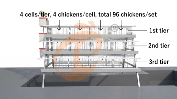 A Type layer battery cage system (2)