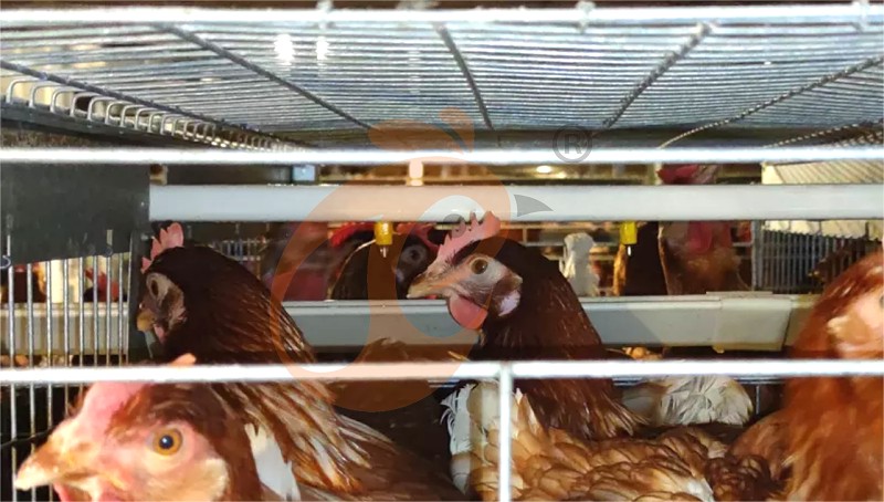 layer chicken cage H (2).png