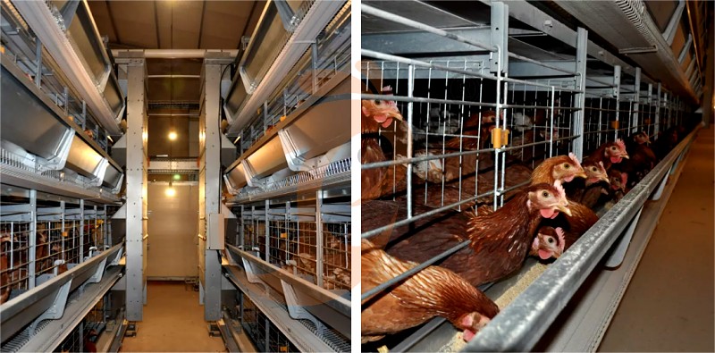 layer chicken cage H (1).png