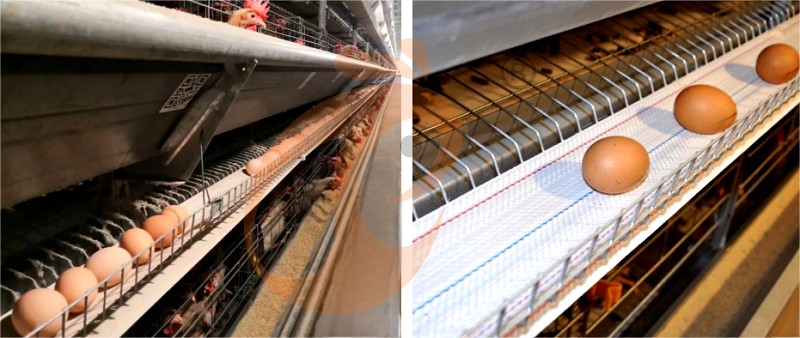 layer chicken cage H (12).png