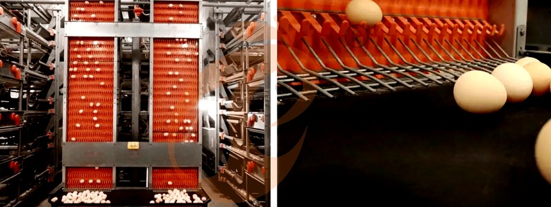 layer chicken cage H (13).png