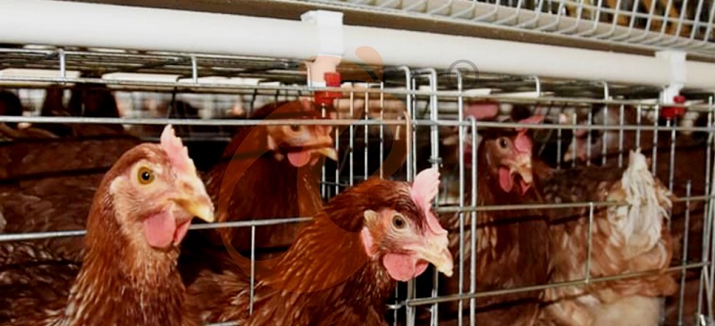 layer chicken cage (3).png