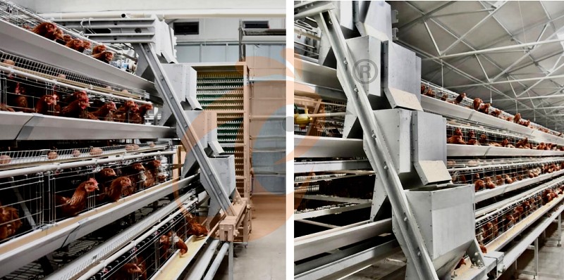 layer chicken cage (2).png