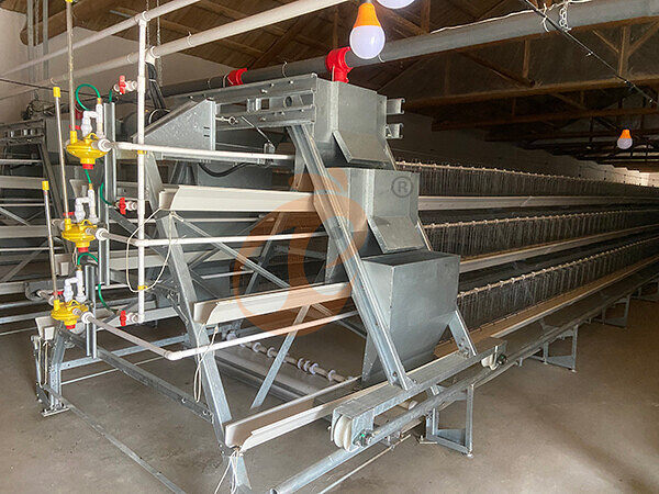 1756197069818883623545835520 Broiler chicken cage (1)