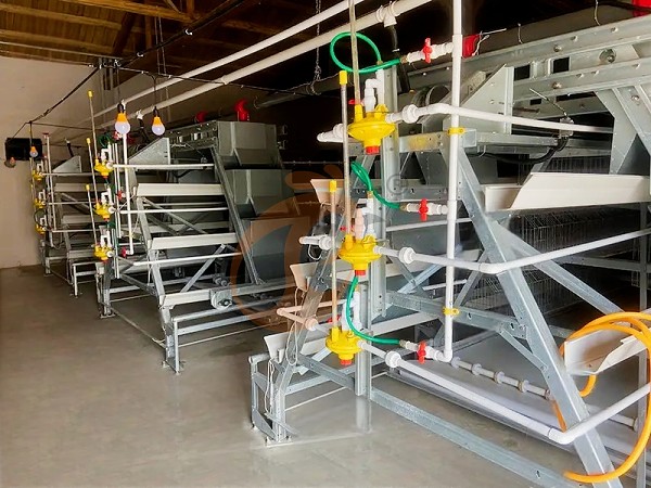 1756197073818883636938248192 Broiler chicken cage (2)