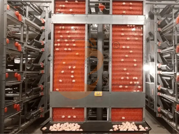 What Is The Lifespan Of Industrial Ethiopian H Type Layer Chicken Cages?