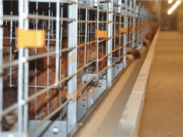 H A chicken battery cage for layers in poultry farm (21)