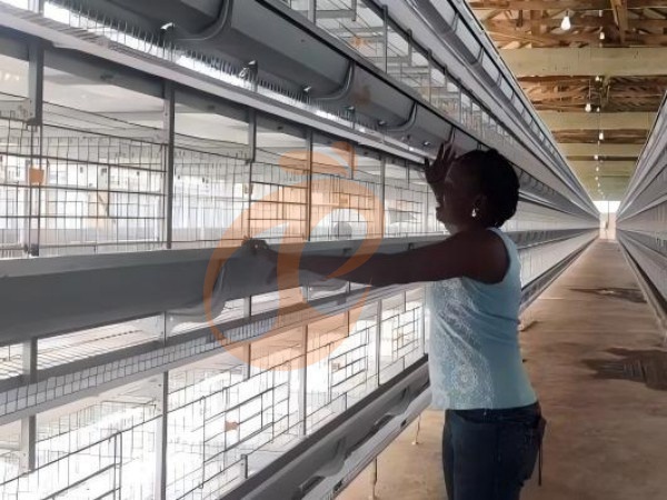 How Do H Type Chicken Cages Support High-Density Layer Farming In Poultry Farms?