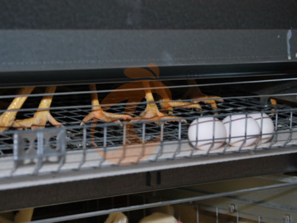 H A chicken battery cage for layers in poultry farm (24)