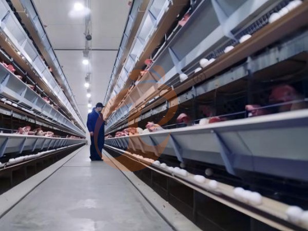 H A chicken battery cage for layers in poultry farm (33)