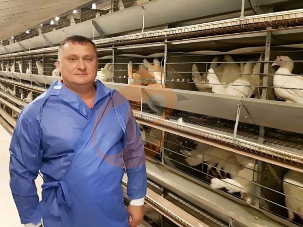 H A chicken battery cage for layers in poultry farm (48)