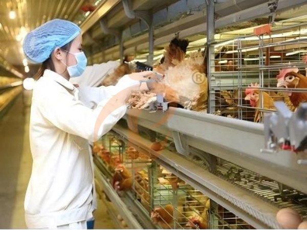 What Is The Total Cost Of Ethiopian H Type Layer Chicken Cage Systems?