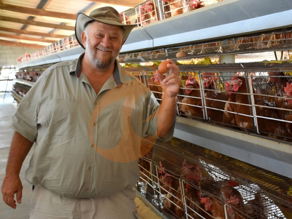 H A chicken battery cage for layers in poultry farm (6)