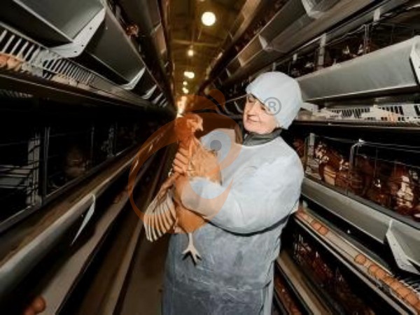 H A chicken battery cage for layers in poultry farm (64)