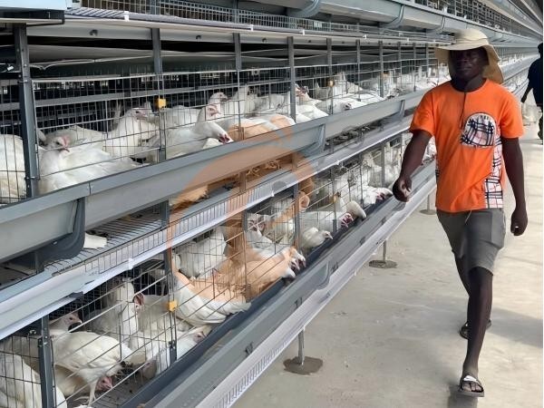 H A chicken battery cage for layers in poultry farm (65) H A chicken battery cage for layers in poultry farm (65)
