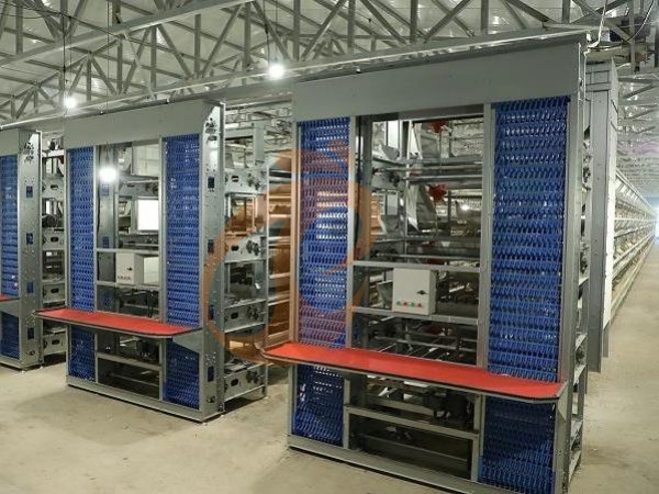 Layer Chicken Cage Maintenance Cost | 6 Key Factors To Control Expenses