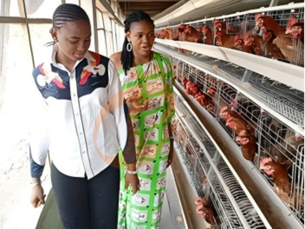 How To Reduce Labor Cost Using An A Type Automatic Poultry Cage System In Ethiopia? 4 Smart Ways