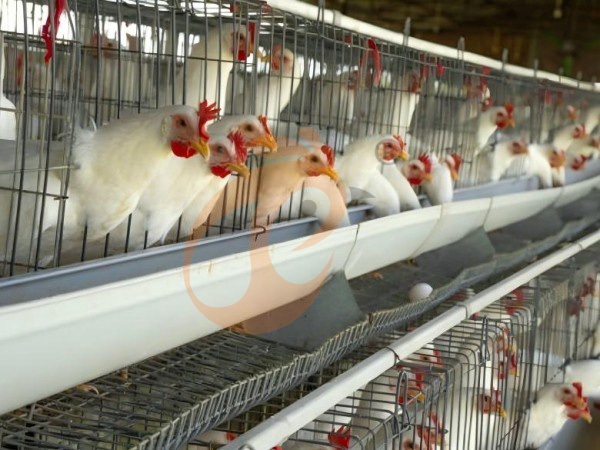 battery cage price for layer chicken in poultry farm (66)