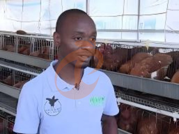 Manual Vs Automatic A Type Poultry Cage System: Which Saves More Labor Cost?