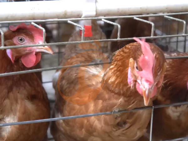 Manual Vs Automatic Poultry Cage System Cost In Ethiopia: 6 Budget Comparisons