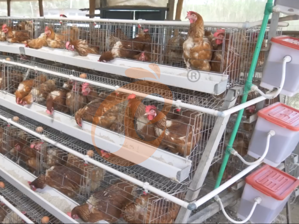 What Safety Features Should An A Type Poultry Cage System Have In Ethiopia? 5 Must-Check Points