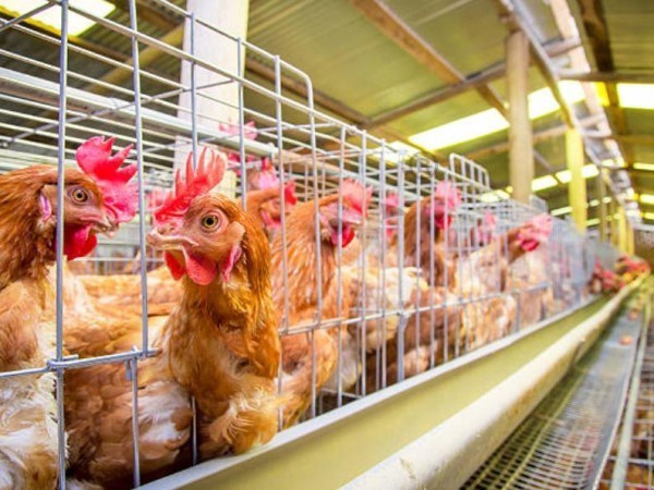 A H layer chicken battery cage price in poultry farm (24)