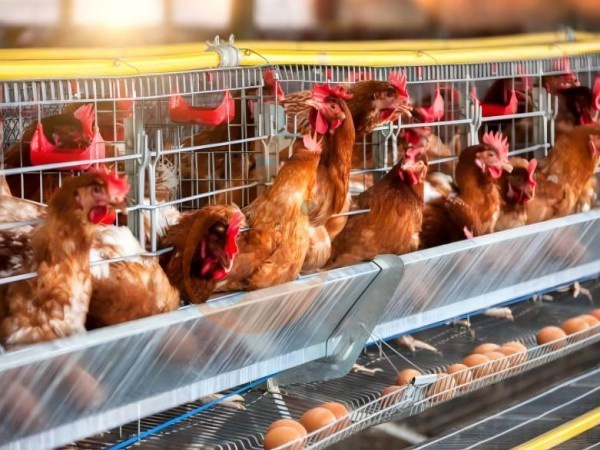A H layer chicken battery cage price in poultry farm (38)