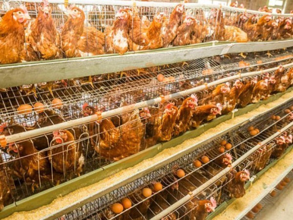 What Materials Are Used In A Heavy-Duty A Type Chicken Cage? 4 Reliable Options For Ethiopian Farms